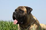 BULLMASTIFF 374